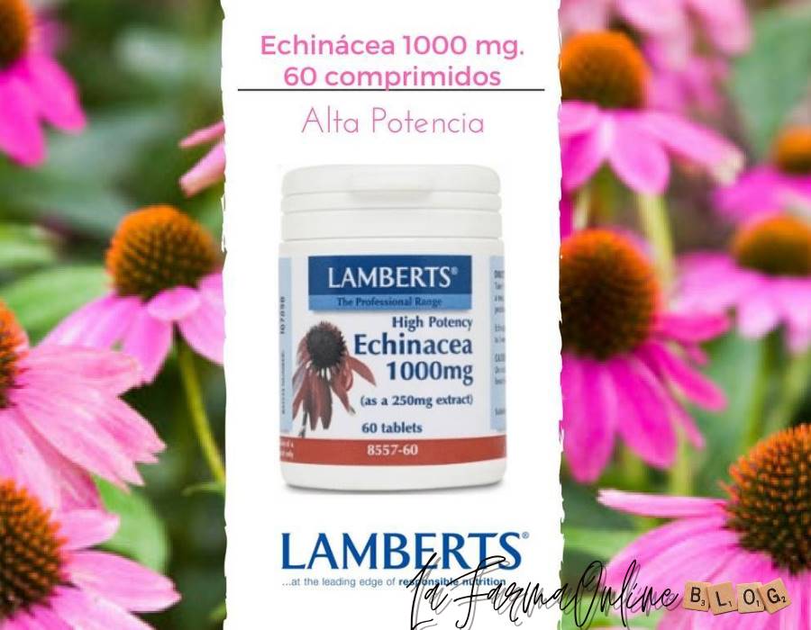 Echinacea Lamberts alta potencia: El mejor remedio natural para fortalecer nuestras defensas
