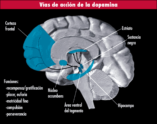 accion dopamina