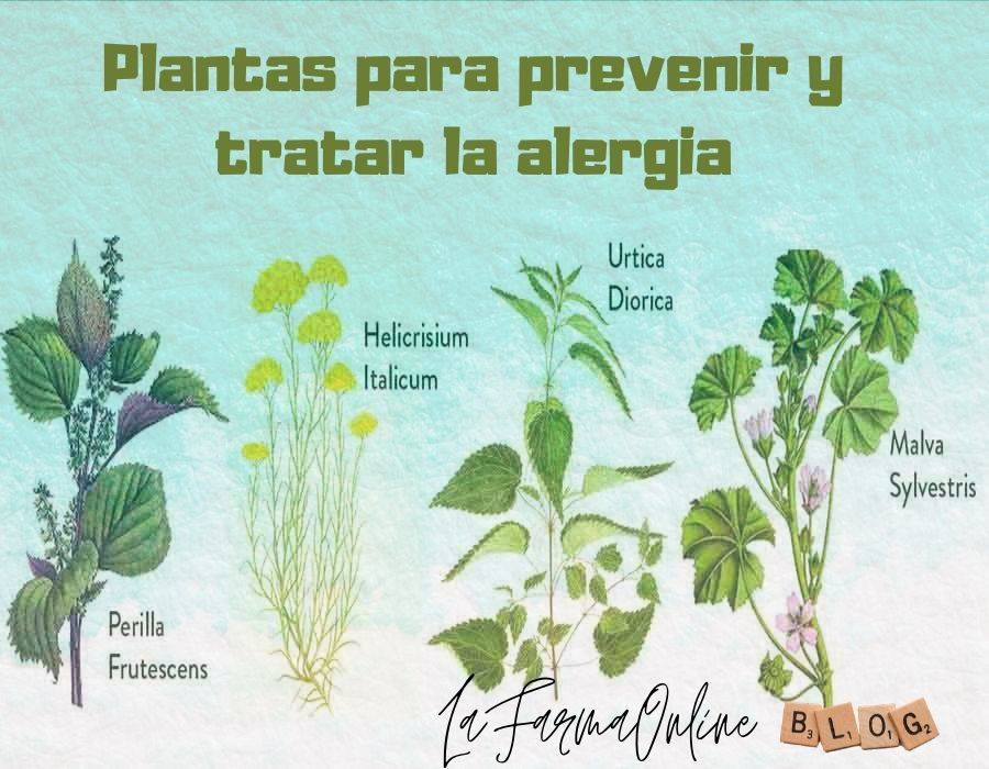Plantas medicinales para prevenir y tratar las alergias