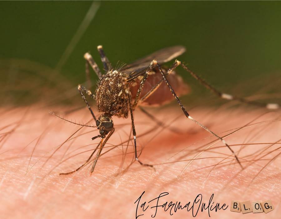 Repelentes de mosquitos eficaces recomendados para la fiebre del nilo