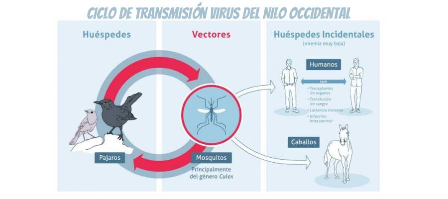 virus nilo occidental ciclo transmision lafarmaonline