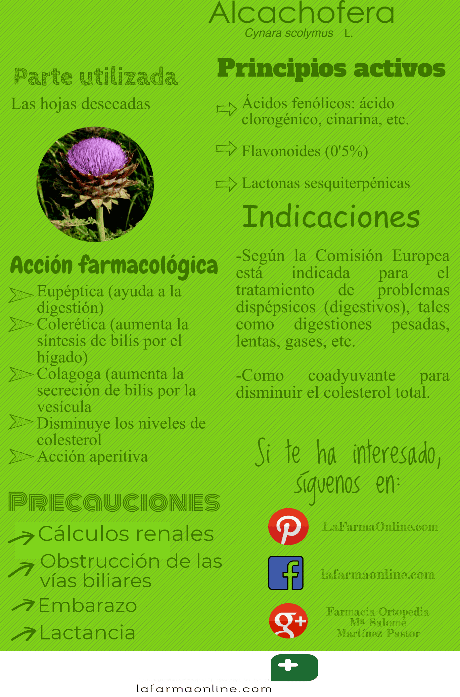 Acción, propiedades y beneficios de los extractos de alcachofa